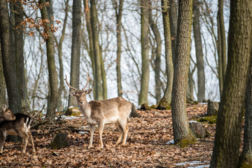 Naklejka na ściany i meble Fallow Deer (Dama dama), in autumn forest, Czech Republic. Beautiful autumn colorful woods. Deer in the nature habitat. Animal in the forest meadow. Wildlife scene in Europe.