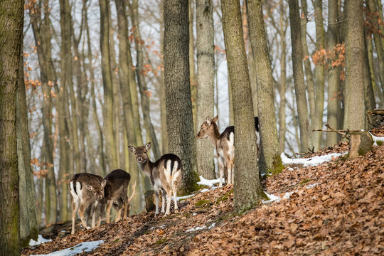 Fallow Deer (Dama dama), in autumn forest, Czech Republic. Beautiful autumn colorful woods. Deer in the nature habitat. Animal in the forest meadow. Wildlife scene in Europe.