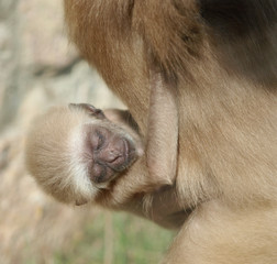 A baby lar gibbon ape, Hylobates lar. The little baby has switched from sucking his mother. The touching monkey kid has clinged his hands to the wool and is sleeping.