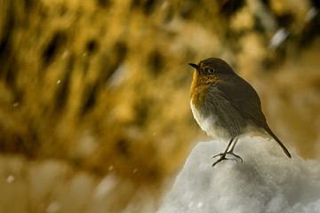 Robin in Snow