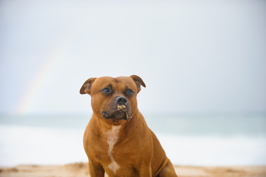 Staffordshire Bull Terrier dog portrait by ocean and rainbox