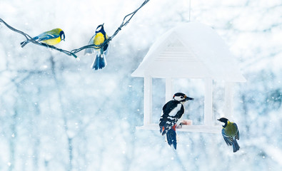 Fototapeta premium Tit and woodpecker birds in white wooden feeder winter snowy