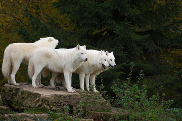 Fototapeta na wymiar Arctic wolves - canis lupus arctos