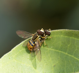 Two brown and gold American hover flies mating on a green leaf against a dark background.