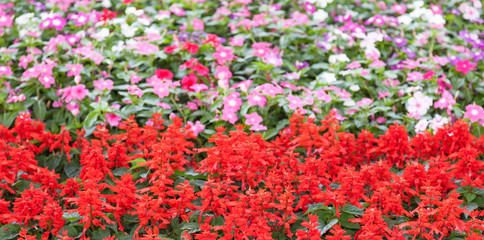 Salvia splendens are flowering plant.