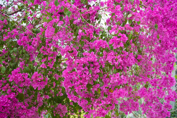 Bougainvillea speetabilis Willd is a creeper.