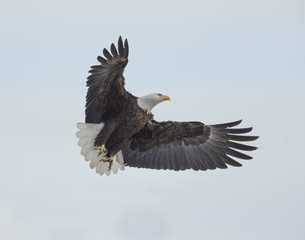 Obraz premium Bald Eagle