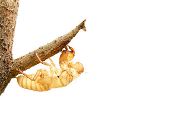 Cicadidae is animal.
