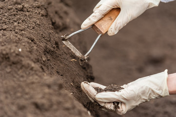 Close-up of a young researcher technician woman hands in greenhouse,in uniform, holding soil . Bio...