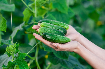 Close-up on woman hands holding cucumbers in a hothouse cultivated with green fresh cucumber plants.
