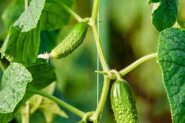 Green cucumbers with flowers hang on a green branch growing in the garden.