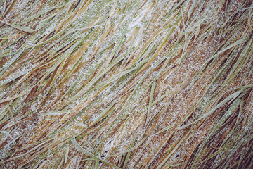 Abstract nature background, grass covered with ice, garden during winter time