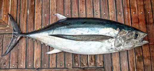Fotobehang White tuna fish on the boat deck © Piotr Wawrzyniuk