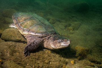 Snapping Turtle in Pond