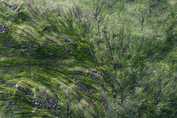 Abstract image of seaweed © Sebastian