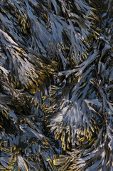 Abstract image of seaweed
