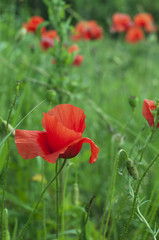 Red beautiful poppies in a green grass