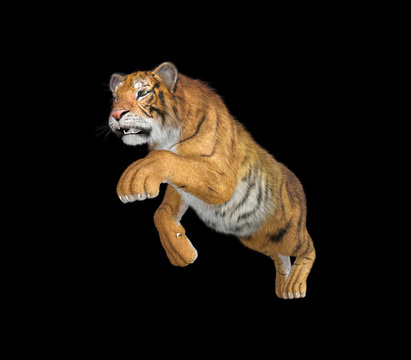 3d rendering of Siberian tiger also known as the Amur Tiger on black back ground
