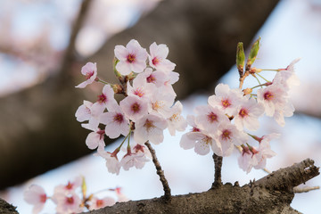 桜の花