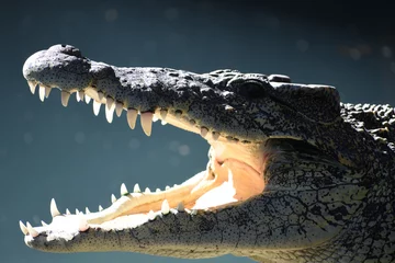 Poster Im Rahmen Foto des kubanischen Krokodils, das ins Licht beißt © luis