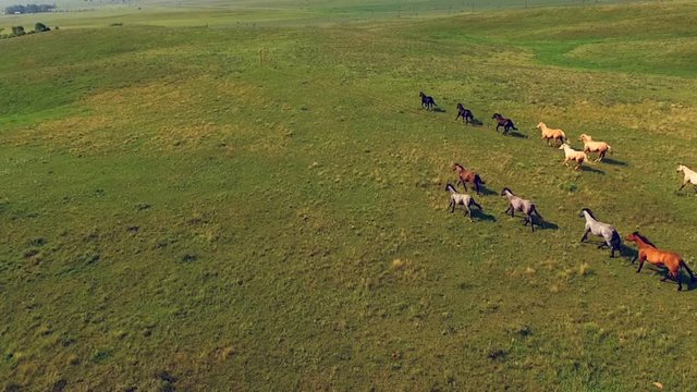 Horses Run Green Meadow Vast Ranch Wild Animals
