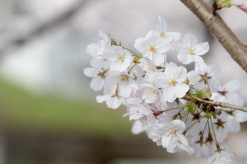 桜の花