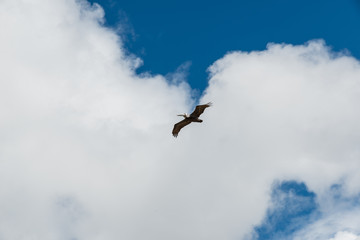 Pelican Fly