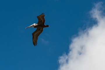 Fototapeta premium Pelican Fly