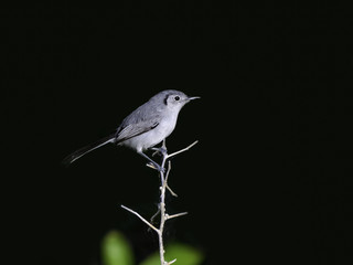 Cuban Gnatcatcher , Polioptila lembeyei