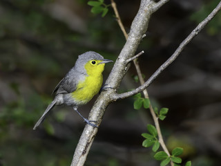 Oriente Warbler Portrait