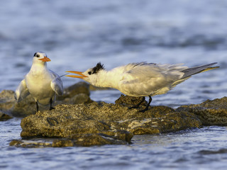 Royal Terns Arguing