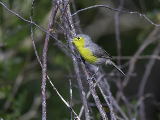 Obraz premium Oriente Warbler Portrait