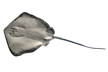Sting Ray or Myliobatis aquila, isolated on white background. View from bottom to top. Copy space.