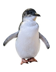 Obraz premium A standing Little Australian Penguin, isolated on white background. Front view. Australian penguins are famous in the following islands: Phillip Island, Penguin Island and Bruny Island.