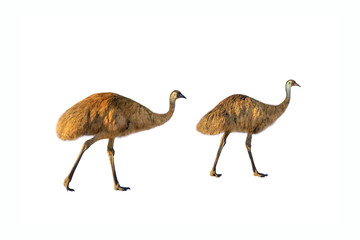 Two Emu, Dromaius novaehollandiae, walking, isolated on white background. The emu is the symbolic national bird of Australia. It lives in prairies and savannah of whole Australian territory. Side view