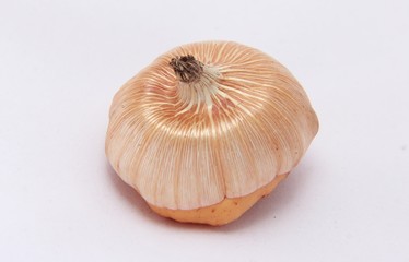 large bulb of yellow gladiolus close-up on a white surface