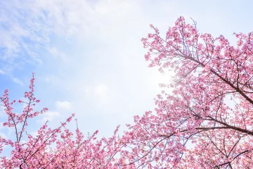 Afwasbaar Fotobehang Kersenbloesem 桜