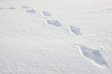 Fototapeta na wymiar Footprints In Fresh Snow