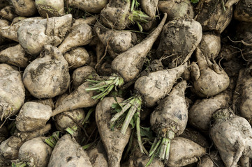 Sugar beets detail