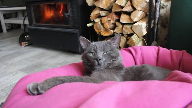 cat sleeping in the livingroom near fire
