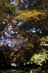 Naklejka premium autumn color