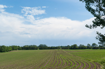 Agriculture: green cultivated  field