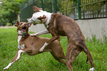 dogs fighting
