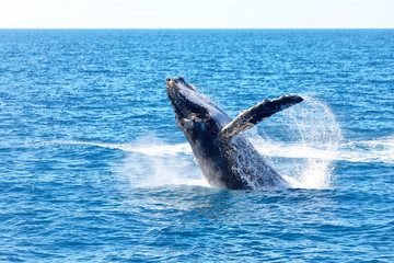 in australia a free whale in the ocean