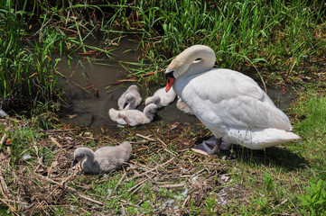 Swan with cygnets