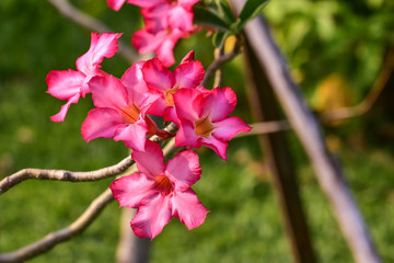 Desert Rose
Adenium flower drought-resistant flowers. Outdoor flower The Rose of the Desert Pink flowers flowering throughout the year. No smell But beautiful colors. And a unique shrub.
