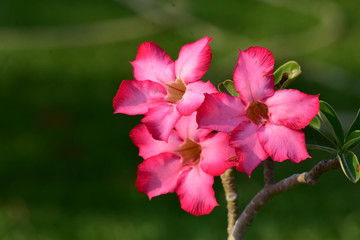 Desert Rose
Adenium flower drought-resistant flowers. Outdoor flower The Rose of the Desert Pink flowers flowering throughout the year. No smell But beautiful colors. And a unique shrub.
