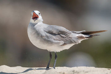 Laughing Gull  - Larus atricilla - Close-Up