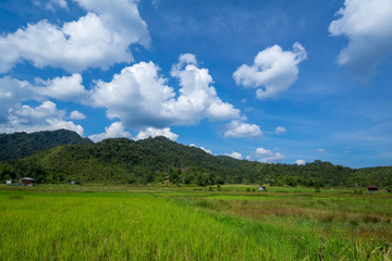 Fototapeta premium View of paddy field during harvest season in Bario, Sarawak - a well known place as one of the major organic rice supplier in Malaysia. 