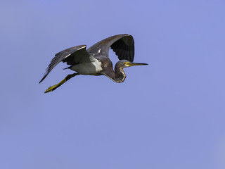 Tricolored Heron in Flight on Blue Sky